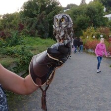 Eulenwanderung / Photo: © TI Bitburg Eulenwanderung