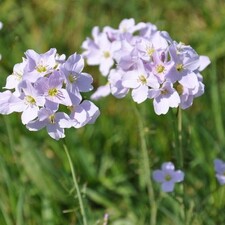 Kräuterwanderung für Alle / Photo: © Landesforsten Rheinland-Pfalz, Robin Annais Kräuterwanderung für Alle