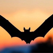 Fledermaus Führung / Photo: © Stadt Bad Bramstedt Fledermaus Führung